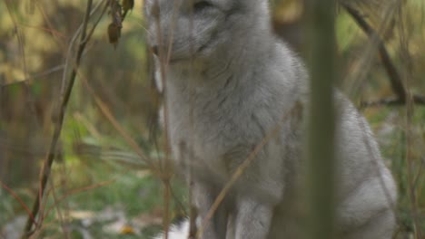 A-arctic-fox-strikes-a-pose-on-a-stone-in-the-green-nature-field