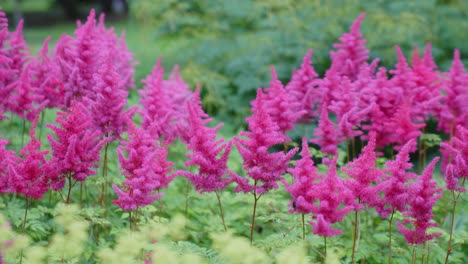 hermosa escena de flores de barba de cabra falsa, plumas rosadas densas y plumosas, toma flotante de cámara