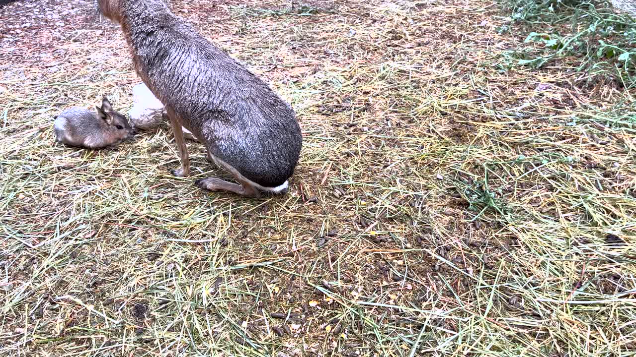 primer plano de mara patagónica adulta y bebé alimentándose de hierba verde