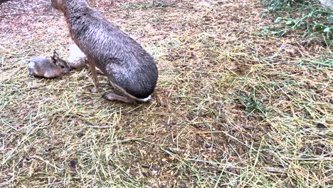 Close-up-of-adult-and-baby-patagonian-mara-feeding-on-green-grass