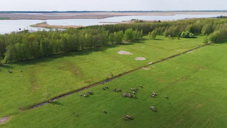 Wild-Horses-and-Auroxen-Cows-Running-in-the-Field-of-Pape-National-Park,-Latvia