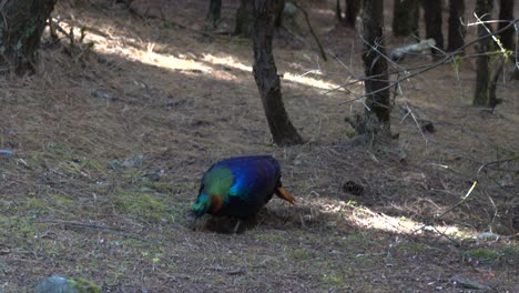 un monal himalaya o daphne recibiendo su comida de la mañana rascando las agujas de los pinos y la suciedad