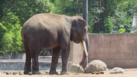 elefante en el zoológico
