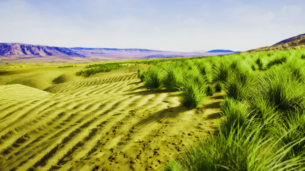 Vibrant grasslands thrive in arid desert landscape under a bright sky