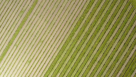 Drone-aerial-of-vineyard-vines-in-rows