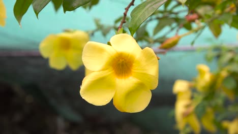 Primer-Plano-De-Una-Flor-Amarilla-Aislada