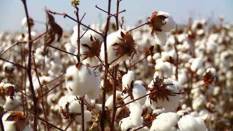 cerca de un enorme campo de cultivo de algodón en un día soleado