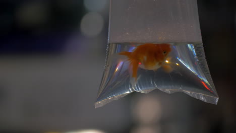 in transparent bag with water is swimming goldfish