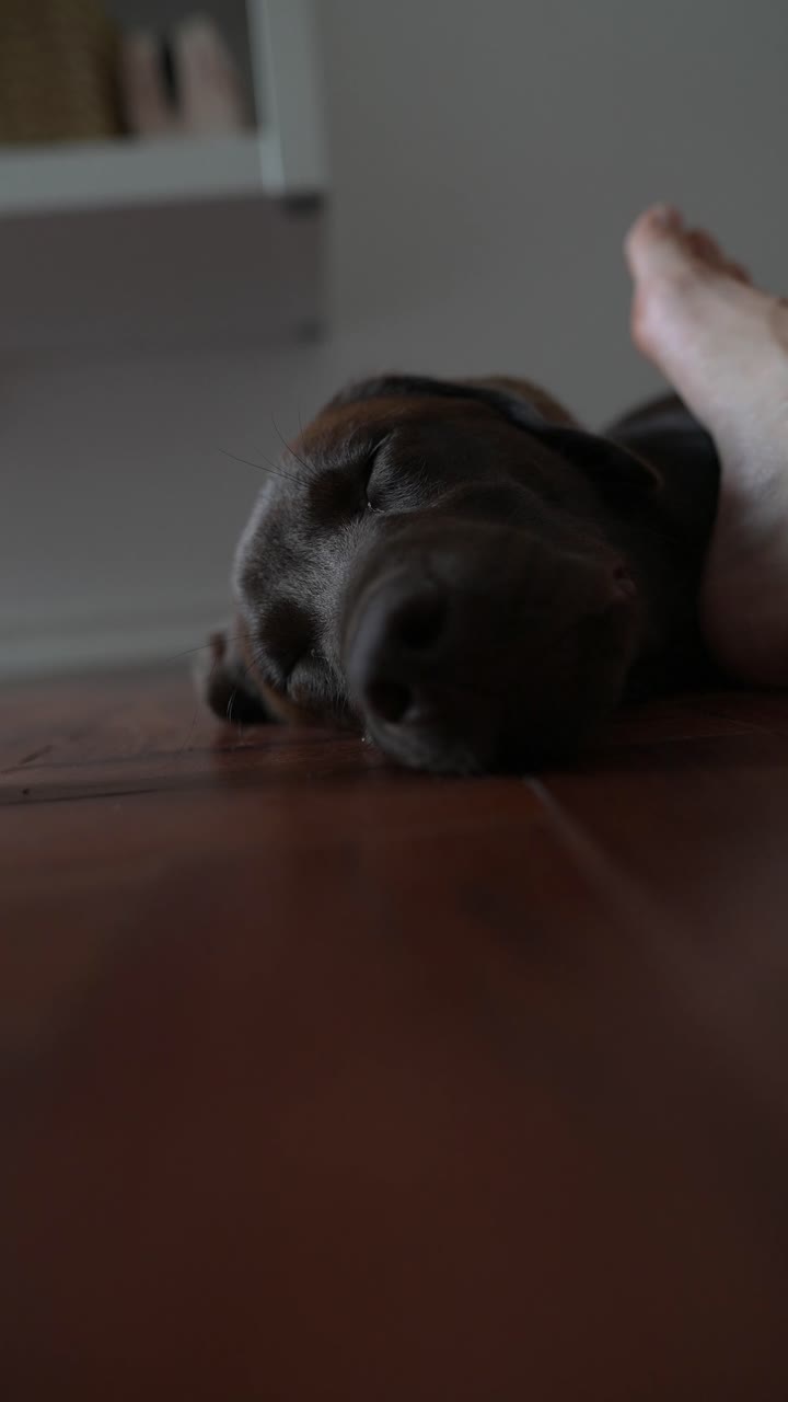 Dog Sleeping on Floor