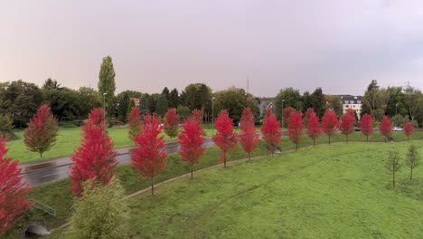 Aerial-drone-tracking-shot,-cars-driving-along-red-tree-lined-avenue,-overcast-sky