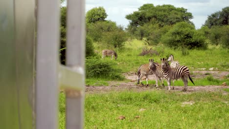 Zebra-safari-on-the-Botswana-savanna-in-Africa