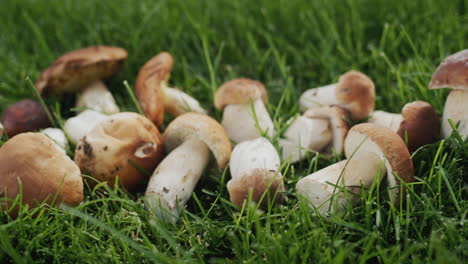 una fila de apetitosos hongos forestales se encuentra en la hierba verde