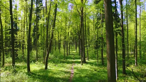 Volando-Entre-Los-árboles-En-El-Bosque-De-Primavera.