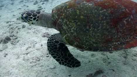 Turtle-swim-at-Koh-Tao-3