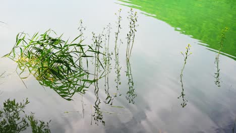 las flores amarillas silvestres crecen en el agua en la orilla del lago.