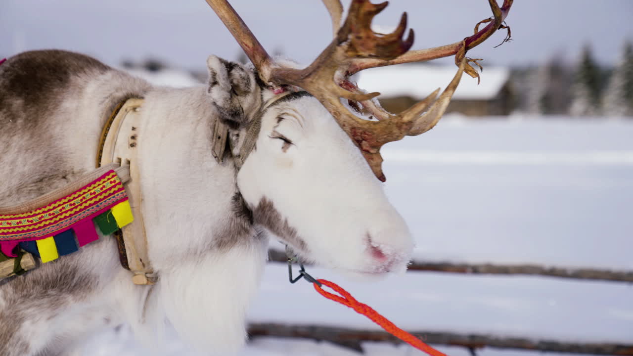 Close Up Of Lapland Reindeer Wearing Harness Attached To Sleigh On Snow In Muonio, Finland