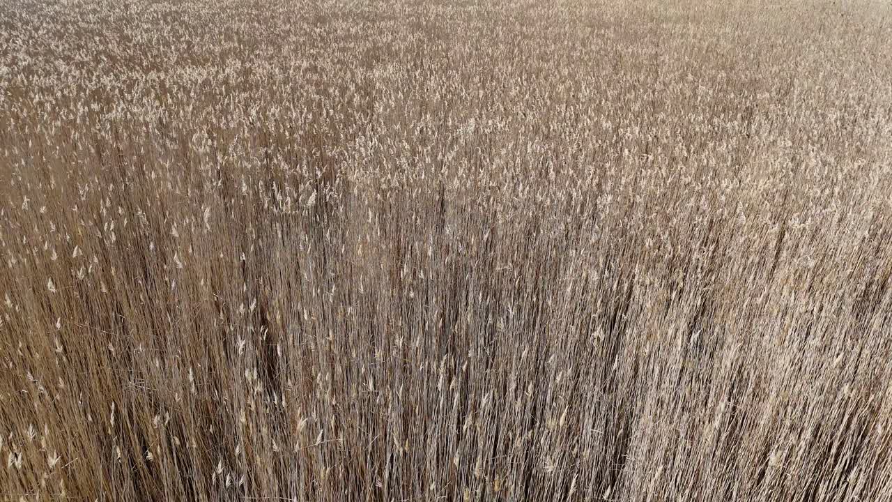 campo de hierba en un día soleado _ volando sobre campo de heno _ hermosa primavera hierba alta