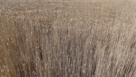 Field-of-grass-in-a-sunny-day-|-Flying-over-field-of-hay-|-Beautiful-spring-tall-grass