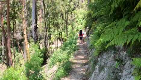 two hikers trekking a scenic forest trail