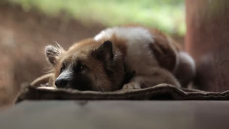 Close-up-of-dog-lying-down-resting-almost-asleep