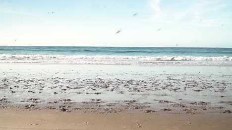 Two-caucasian-men-horseback-racing-on-two-white-horses-on-a-beach-with-sea-waves-approaching-in-the-background,-cinematic-movement-side-view-shot