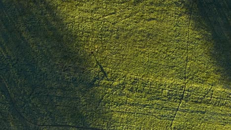 Twisting-drone-footage-over-a-green-field-with-man-walking