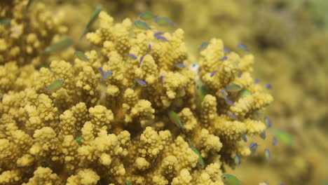 corals in the reef of the red sea