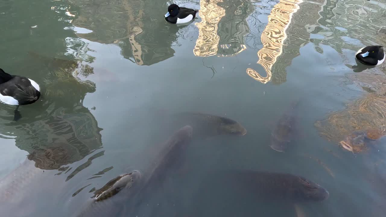 조용 한 연못 에서 물고기 위 에 수영 하는 오리 들