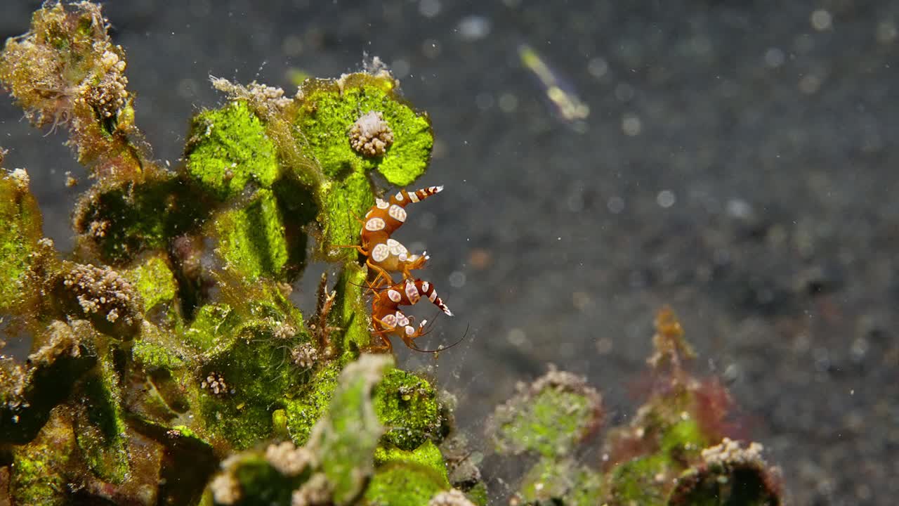 sexy camarón tiro largo, estrecho de lembeh, indonesia 1 de 2 60 fps