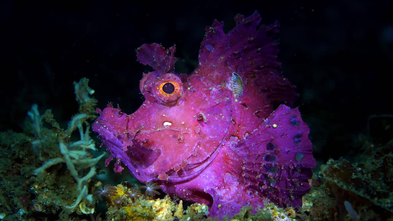 기생충 렘베 4k 25fps가 있는 rhinopias frondosa 보라색 위디 스콜피온피쉬