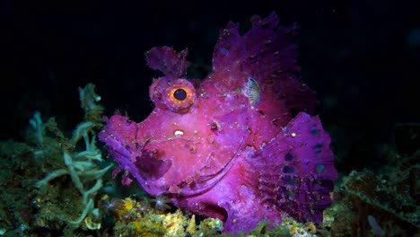 Rhinopias-Frondosa-Purple-Weedy-Scorpionfish-Mit-Parasiten-Lembeh-4k-25fps