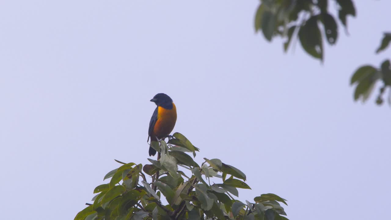 Perched on high foliage, a Hispaniolan Euphonia sings brightly at dawn in Peru’s lush rainforest canopy.