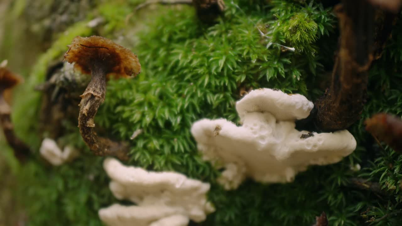 Close-up of white mushrooms growing on a moss-covered forest surface, showing intricate details of the fungal texture and vibrant green background. Captured in a natural forest setting
