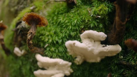 close-up of white mushrooms growing on a moss-covered forest surface, showing intricate details of the fungal texture and vibrant green background. captured in a natural forest setting