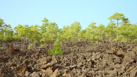 Kanarische-Kiefern-Wachsen-Auf-Vulkanischer-Oberfläche-Auf-Teneriffa