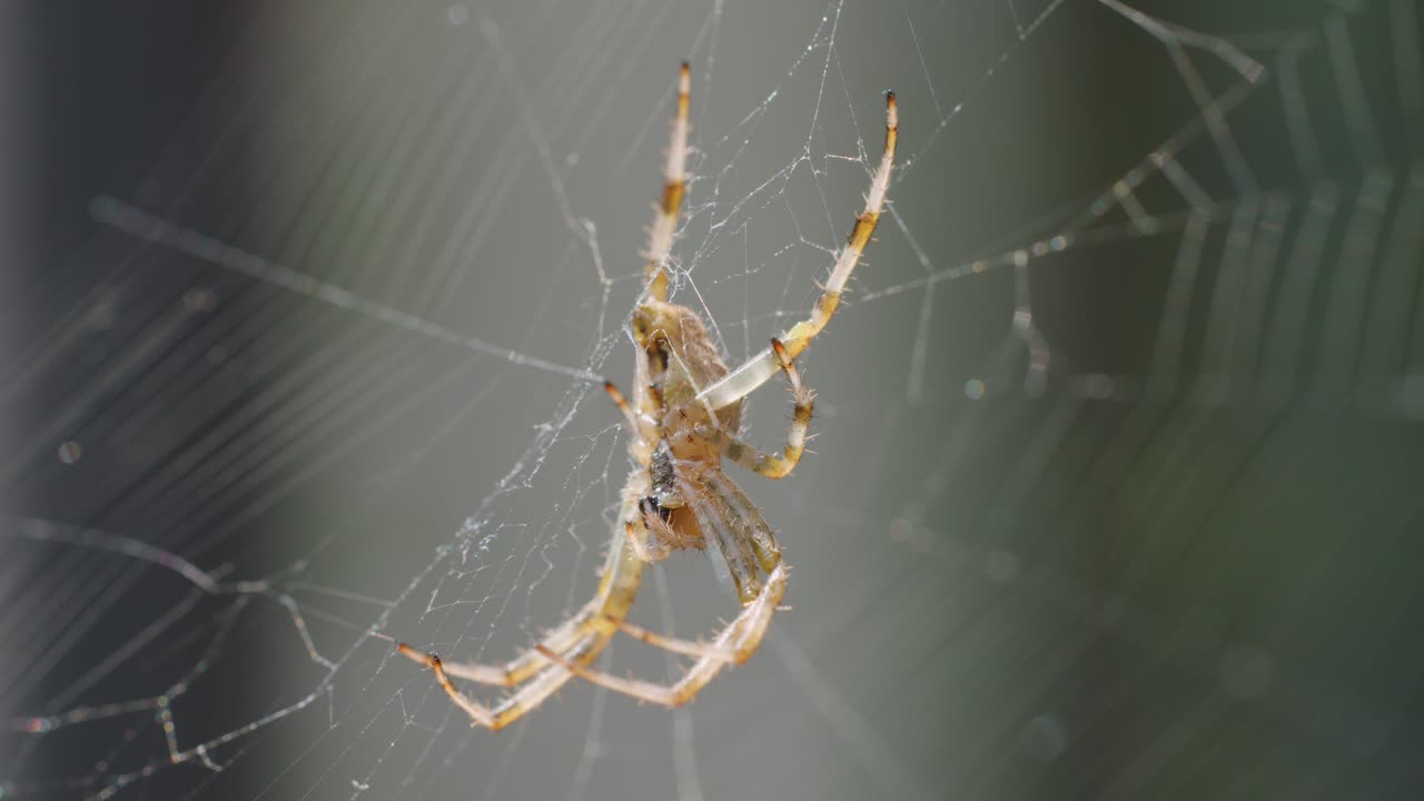 Orb-weaver spider navigates intricate web outdoors, natural daylight, shallow depth of field, macro perspective