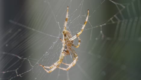 orb-weaver spider navigates intricate web outdoors, natural daylight, shallow depth of field, macro perspective
