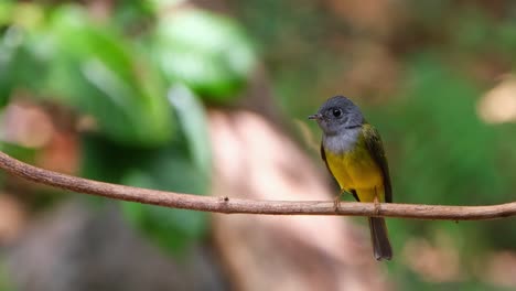 camera zooms out showing this bird perched on a small vine while frantically looking down, gray-headed canary-flycatcher culicicapa ceylonensis, thailand