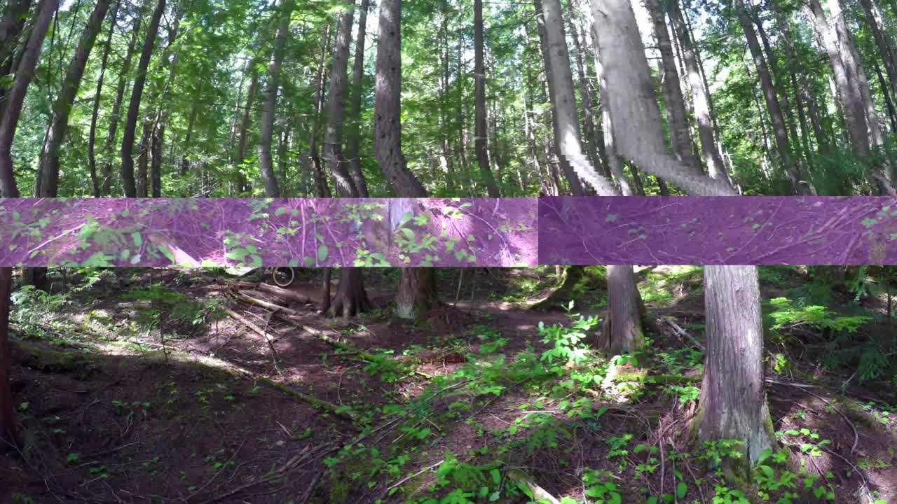 숲길 4k 에서 단자전거 를 타고 있는 여자