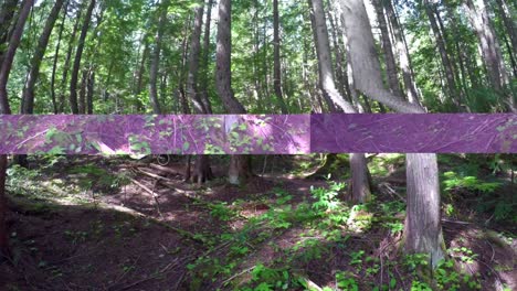 mujer montando un monociclo en el camino del bosque 4k