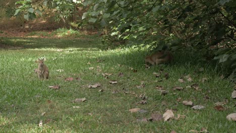 El-ágil-Wallaby-Se-Alimenta-De-La-Hierba-Mientras-Los-Joeys-Miran-Fijamente-A-La-Cámara-En-La-Reserva-Natural-De-Thal-En-Qld,-Australia