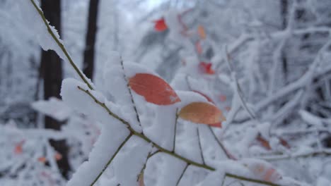 Red-and-orange-leaves-clinging-to-bush-completely-covered-in-fresh,-delicate-snow