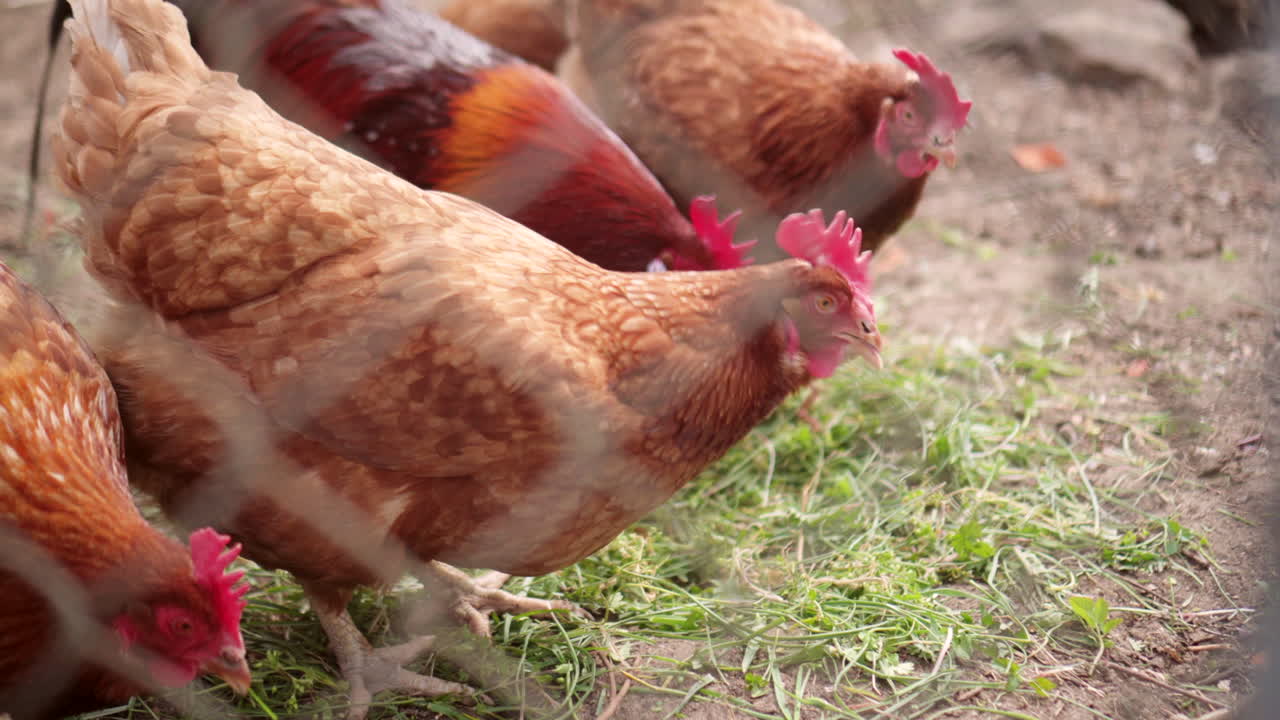 pollos en un gallinero mirando a través de la valla