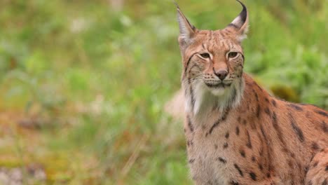 a lynx sitting in a forest