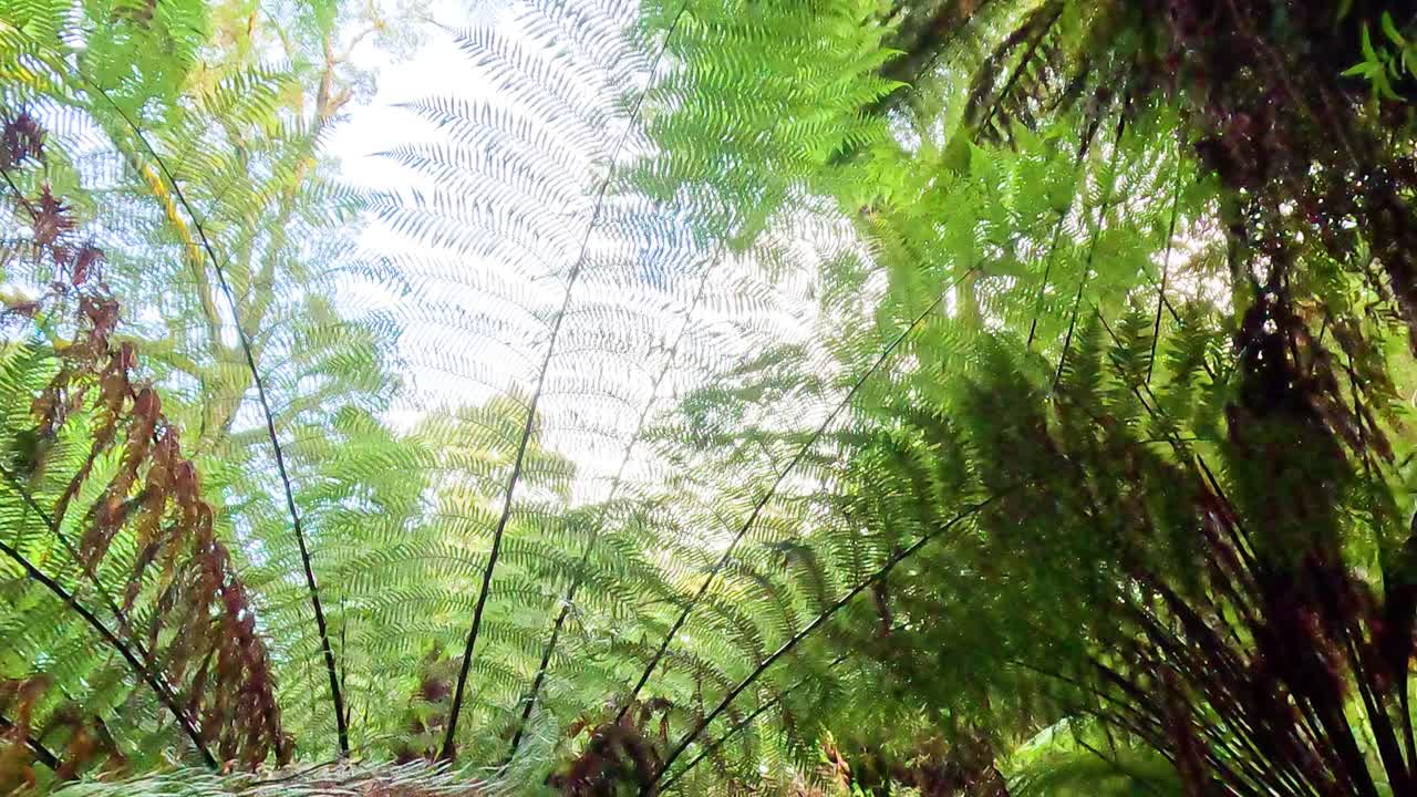 helechos verdes exuberantes bajo un cielo brillante