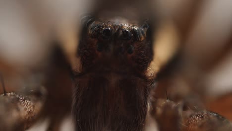 araña marrón en blanco