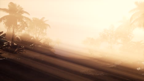 Sunset-Beams-through-Palm-Trees