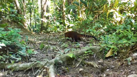 Gruppe-Von-Nasenbären-Im-Amazonas-Regenwald