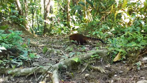 group of coati in the amazon rainforest