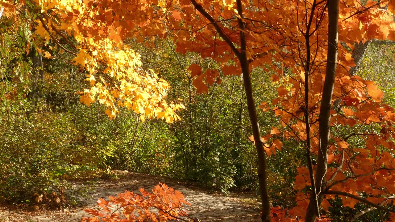 el camino del bosque en otoño la luz del sol brilla sobre las hojas de los árboles de arce, los colores giran, toma panorámica